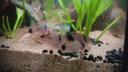 Panda longfin corydora - Hoplisoma panda longfin