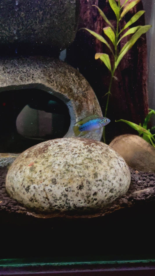 Apistogramma Borelli opal pair