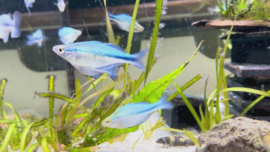 Lake kutubu rainbow fish - melanotaenia lacustris 5-6cm