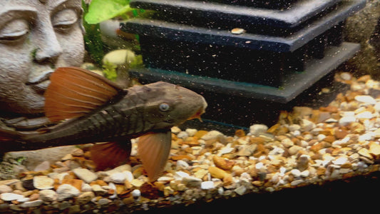 L137 rusty blue eye pleco 15cm