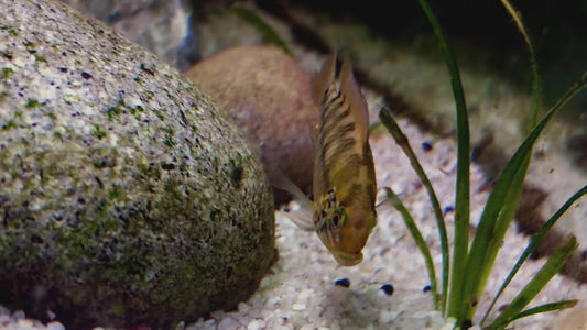 Apistogramma alacrina rio ariary pair