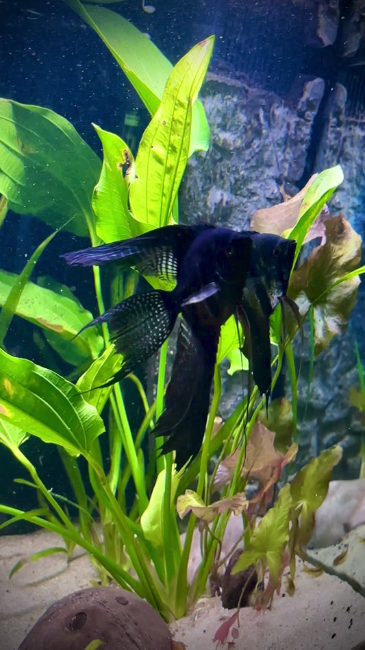 Green pinoy wide fin angel fish juvenile 5cm - P. Scalare green pinoy wide fin