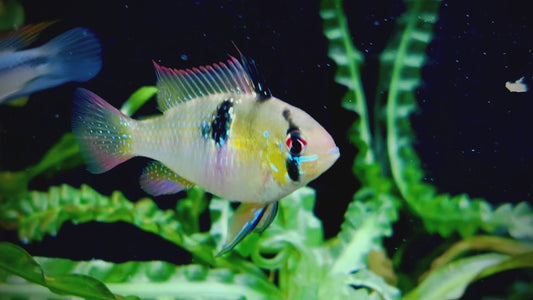 German ram - Mikrogeophagus ramirezi  XL