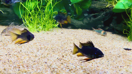 Dark knight long fin ram pair