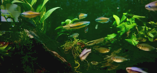 Golden Congo tetra - phenacogrammus aurantiacus 4-5cm wild