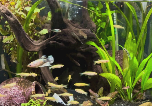 Gold zebra danio - danio rerio gold 3cm