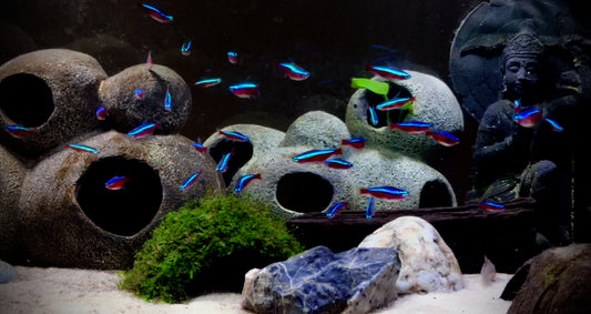 Cardinal tetra - Paracheirodon axelrodi 2.5cm