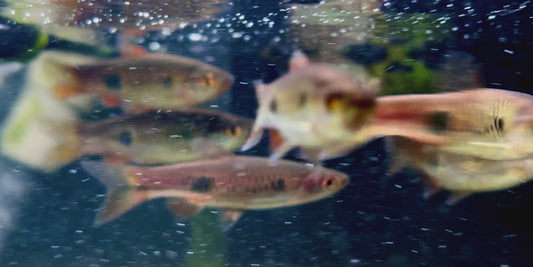 Clown rasbora - rasbora kalochroma