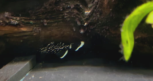 L213 snow spot ancistrus 6-7cm