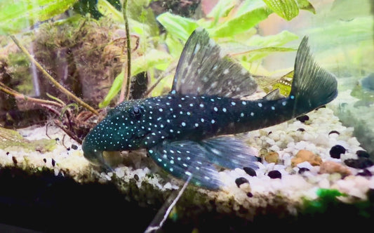 L128 blue phantom pleco wild 10cm