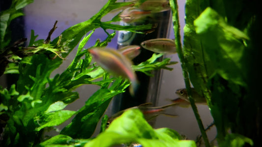 Glowlight danio - danio choprae 3cm