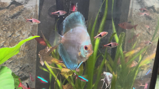 Blue Angel discus - S. aequifasciatus blue angel 7 cm