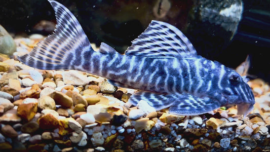 L066 King Tiger Pleco - Hypancistrus seideii 7cm