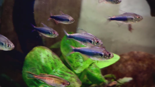 Red blue Peru tetra - Hyphessobrycon sp. red blue Peru