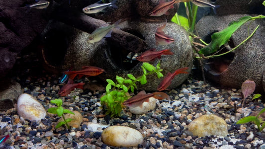 Longfin cherry barb - Puntius titteya