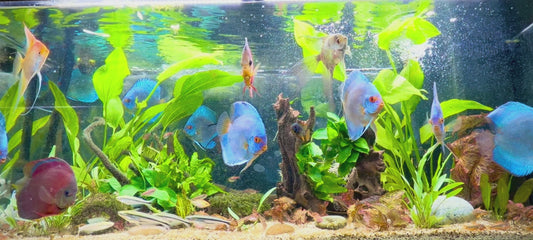 Blue Angel discus 9cm male and female spawning pair Champion Line