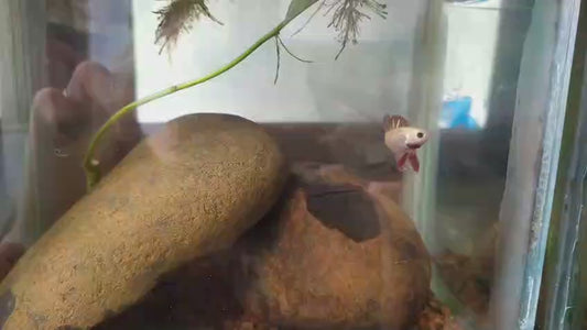 Betta Alien ROSE GOLD male 4cm