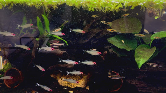 Rummynose tetra - Hemigrammus rhodostomus 2.5-3cm