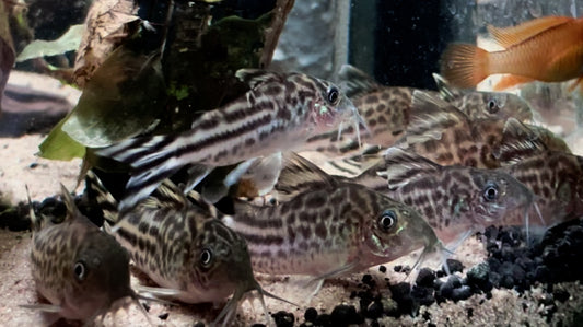 Flagtail corydora - Brochis robinae