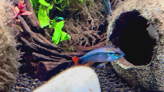 Apistogramma agassizzii blue flame 3cm male and female pair