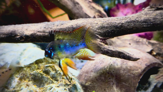 Blue knight long fin ram pair