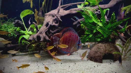 Red tiger discus - S. aequifasciatus red tiger 8cm
