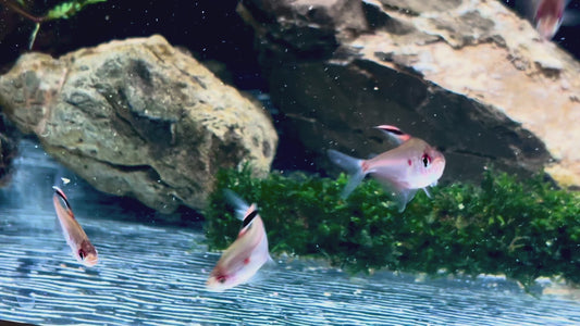Lesser Bleeding Heart tetra - Hyphessobrycon Erythrostigma 3cm