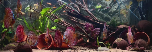 Red mosaic discus - S. aequifasciatus red mosaic
