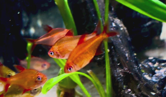 Red muzel tetra - hyphessobrycon muzel red cherry 3.5cm