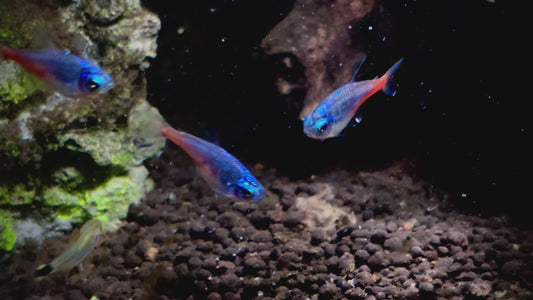Diamond neon tetra - Paracheirodon innesi diamond 3cm