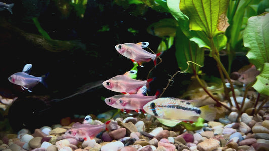Ornate white fin tetra - hyphessobrycon bentosi white fin 3cm