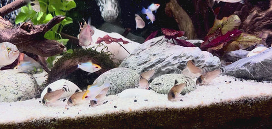 Hoplisoma oiapoquense - panda flagtail Corydora 4-5cm GROUP OF TEN