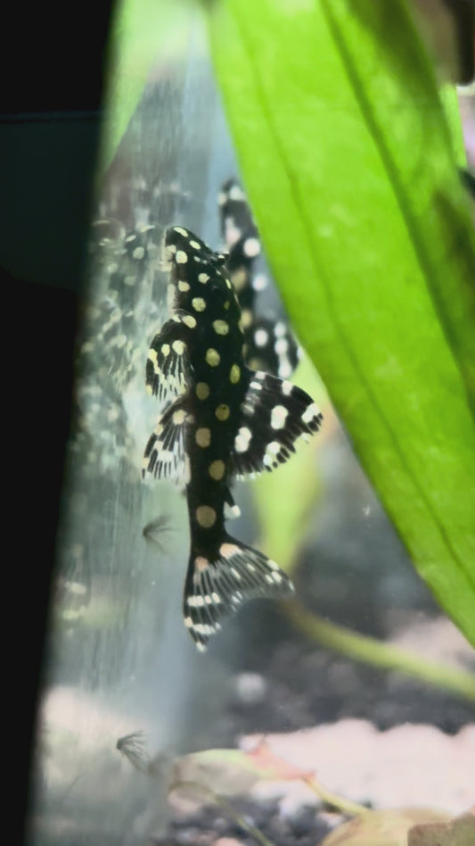 L471 mini snowball Pleco