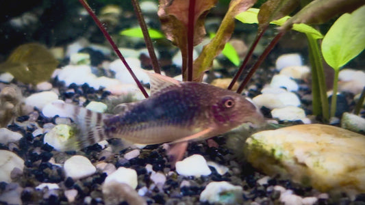 Hoplisoma gossei - gossei Corydora 4cm