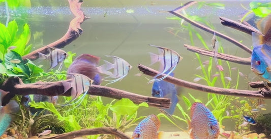 Scalare peru red spotted angelfish 7-8cm wild