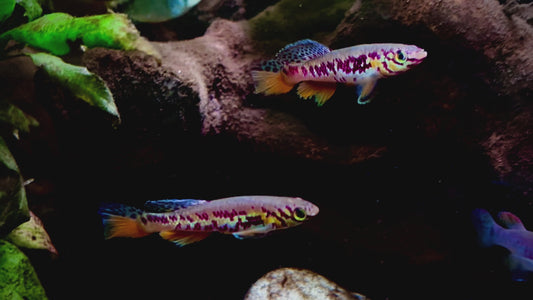 Fundulopanchax fallax pair - Kribi killi pair