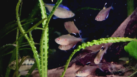 Bleeding Heart tetra - Hyphessobrycon Erythrostigma 5cm