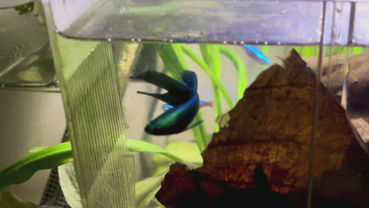 Betta Alien green steel male 4-5cm