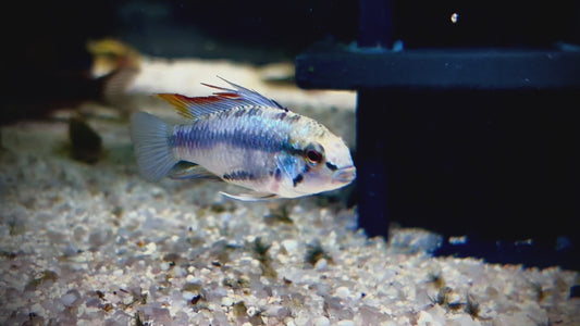 Three striped Apistogramma pair - Apistogramma trifasciata pair