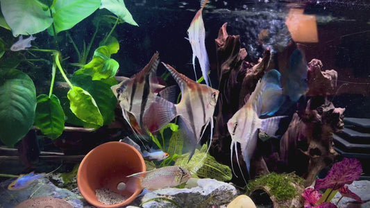 Manacapuru red back angelfish 7cm