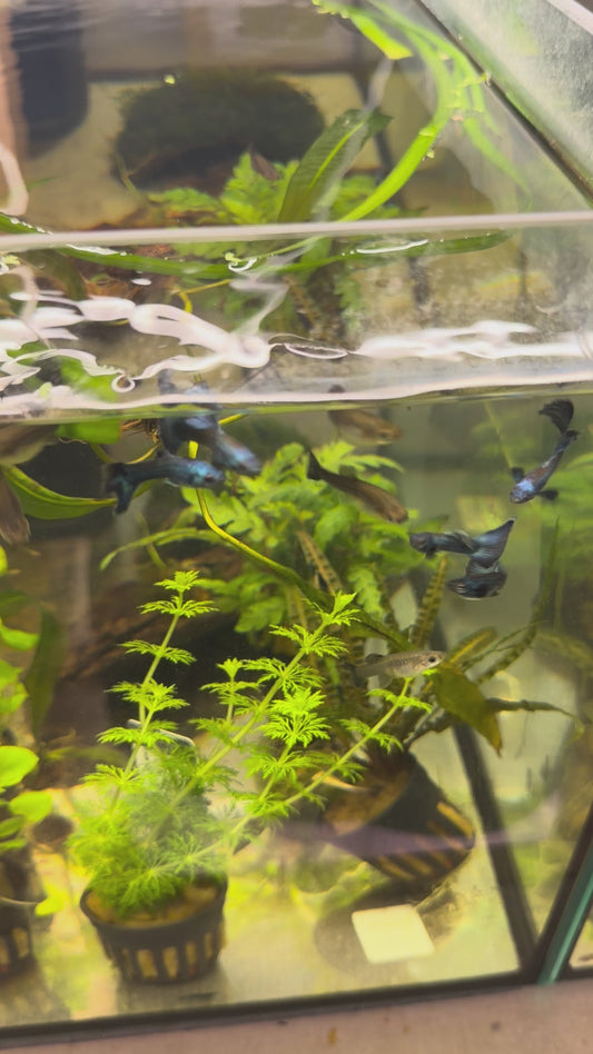 Green Moscow guppy trio (one male and two females)