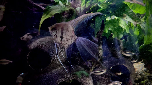 Californian veil tail angel fish - P. Scalare Californian veil tail 7cm