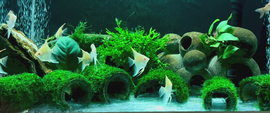 Albino Manacapuru angelfish 4cm