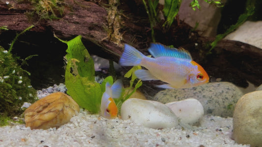 Electric blue red head ram - Mikrogeophagus ramirezi var. electric blue red head