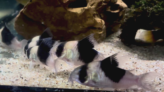 Hoplisoma CW051 - black-saddled Cory 6cm wild