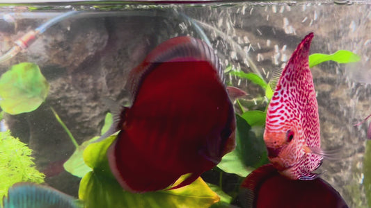 Red cover blue rim discus - S. aequifasciatus red cover blue rim 7 cm