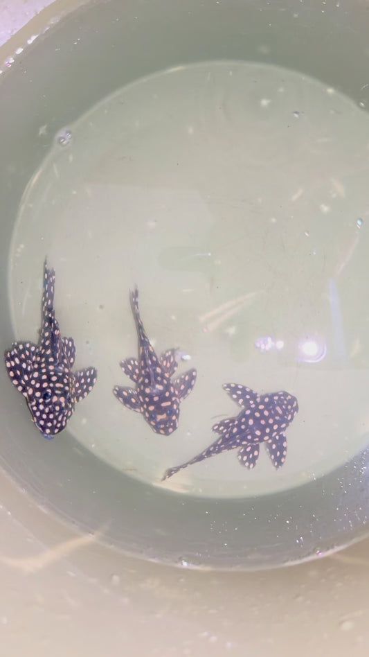 L471 mini snowball Pleco 8-9cm