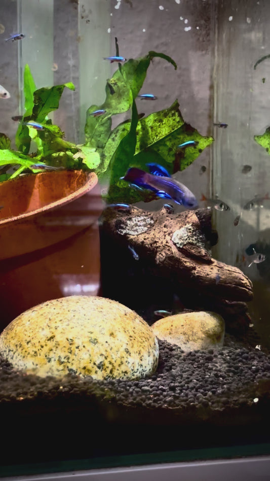 Betta Mahachaiensis blue male 4-5cm