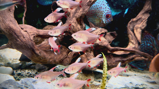 Ornate white fin tetra - hyphessobrycon bentosi white fin 4cm