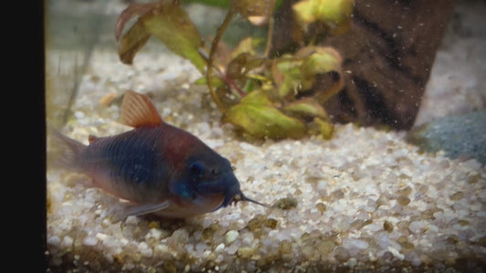 Orange Venezuelan Corydora XL - Osteogaster Venezuelanus XL